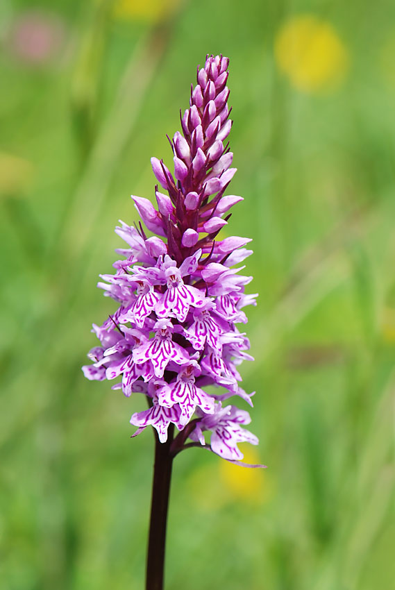 Dactylorhiza maculata?